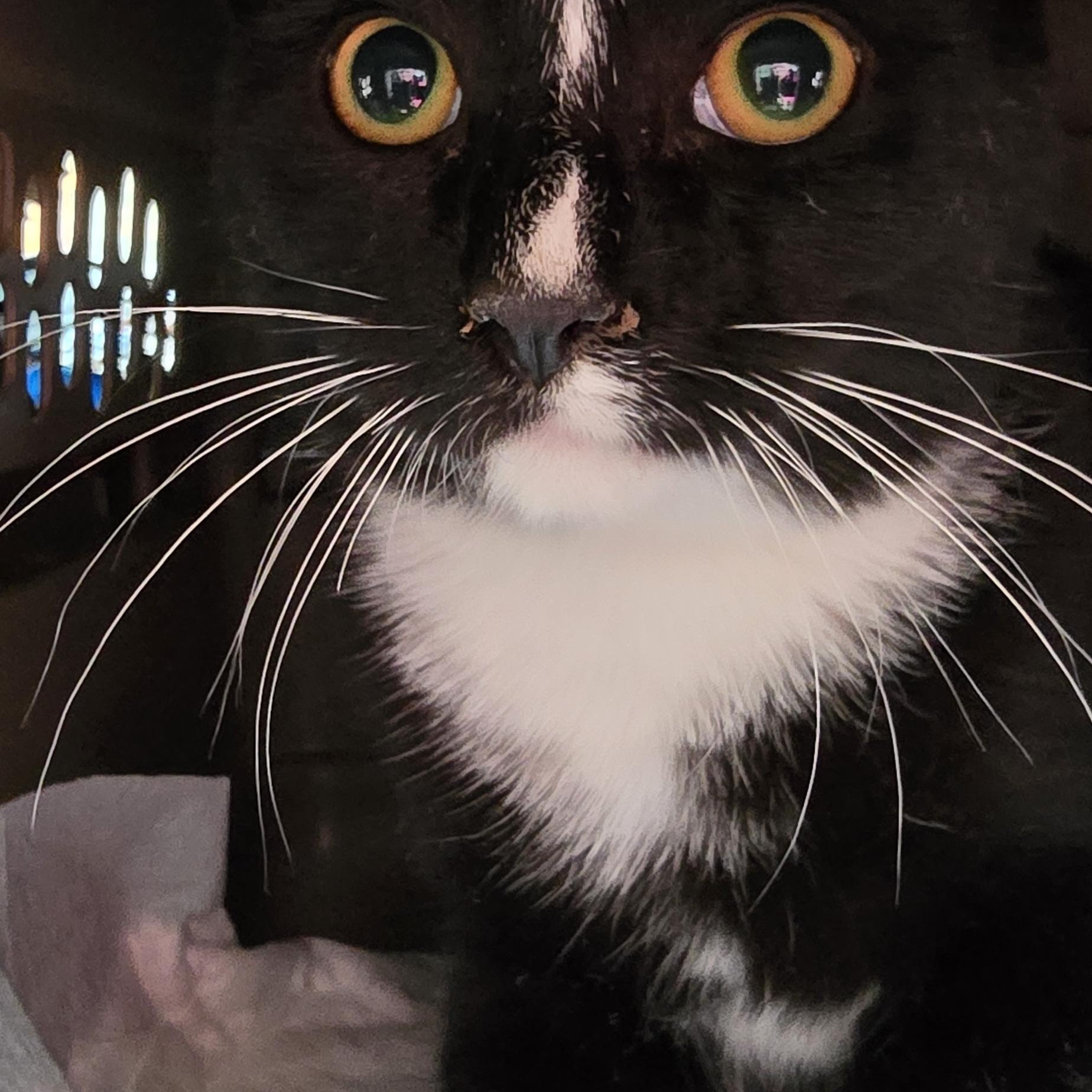 Enlarge Oreo, a Adoptable Domestic Short Hair in Perth Amboy , NJ image 2/6