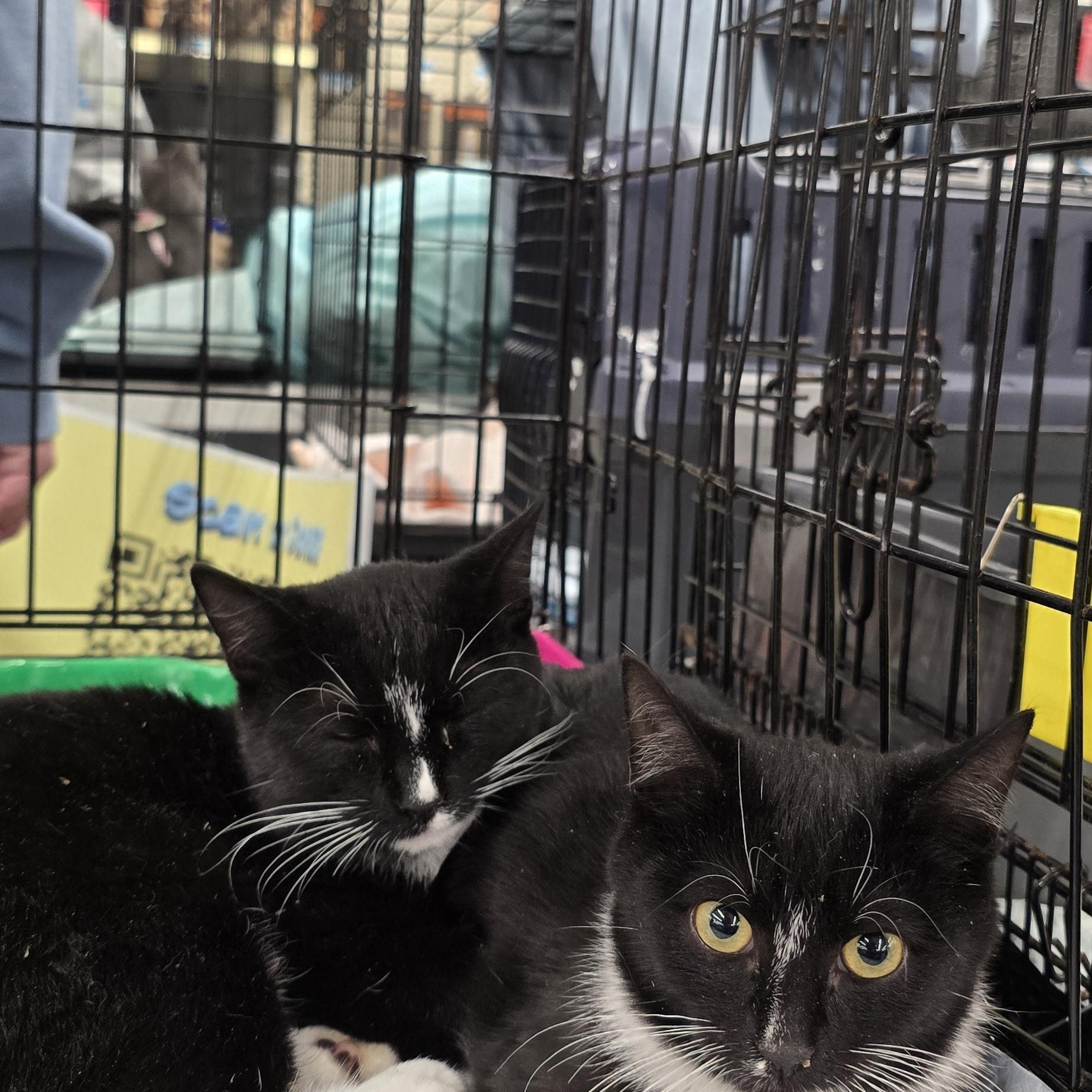 Enlarge Oreo, a Adoptable Domestic Short Hair in Perth Amboy , NJ image 3/6