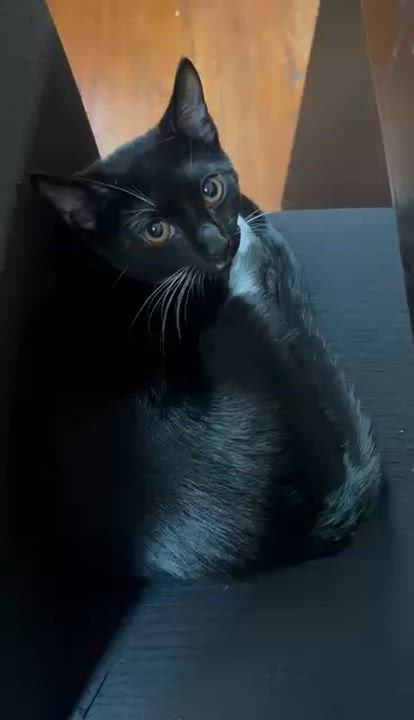 Enlarge Oreo, a Adoptable Domestic Short Hair in Perth Amboy , NJ video 4/6