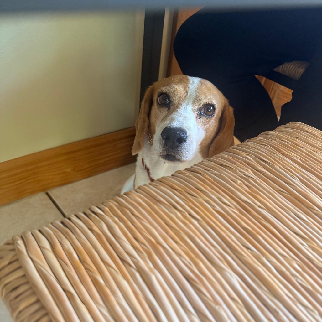 Molly, Adoptable, Adult Female Beagle.