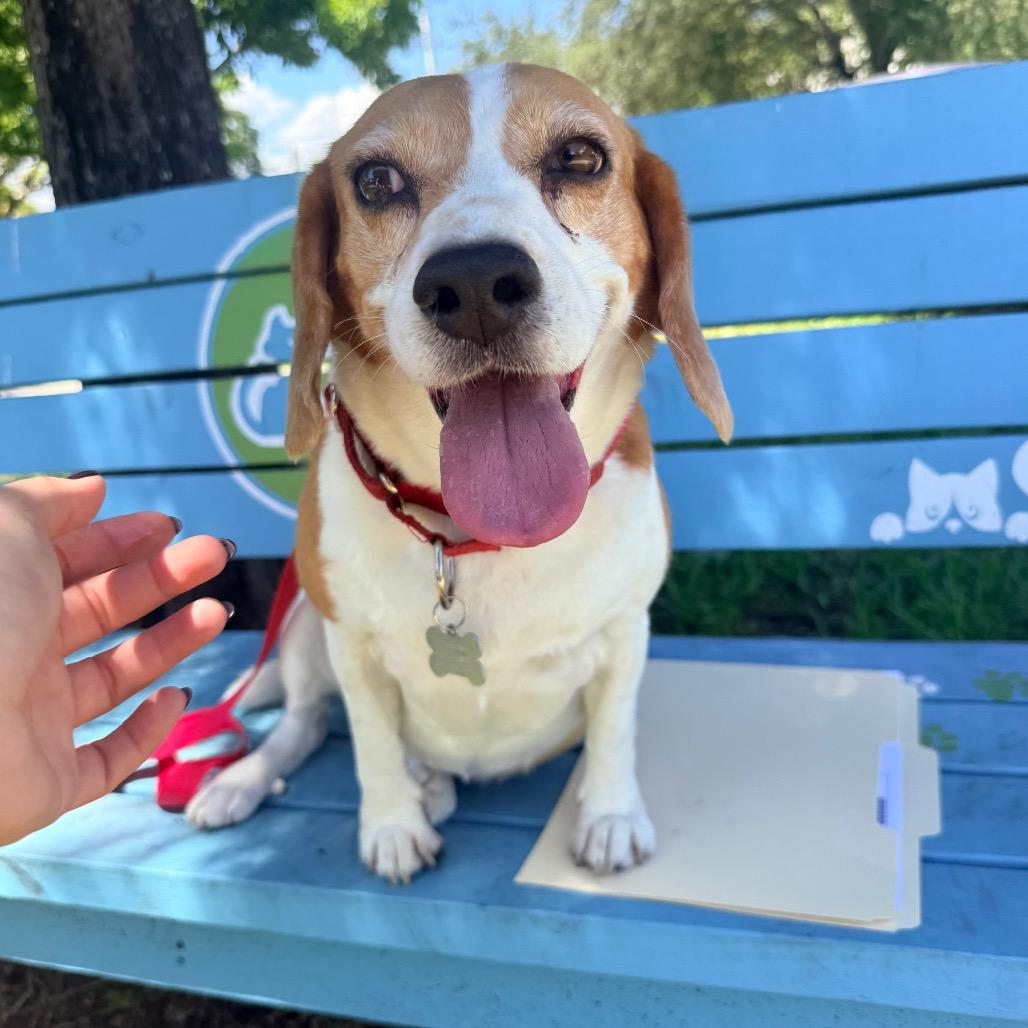 Enlarge Molly, a Adoptable Beagle in Miami, FL image 2/6