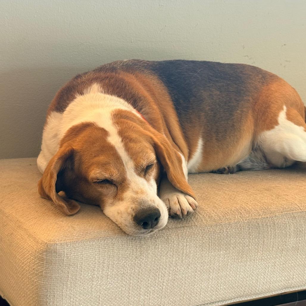 Enlarge Molly, a Adoptable Beagle in Miami, FL image 3/6