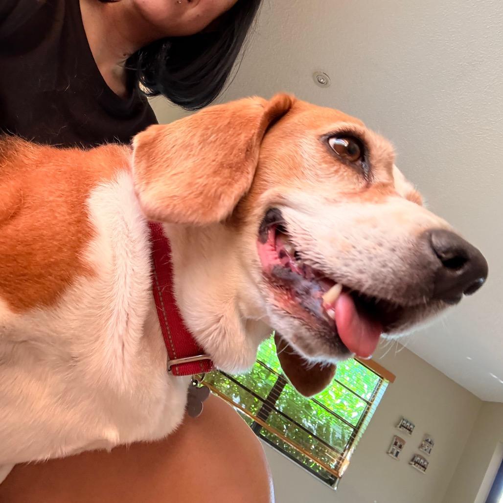 Enlarge Molly, a Adoptable Beagle in Miami, FL image 4/6