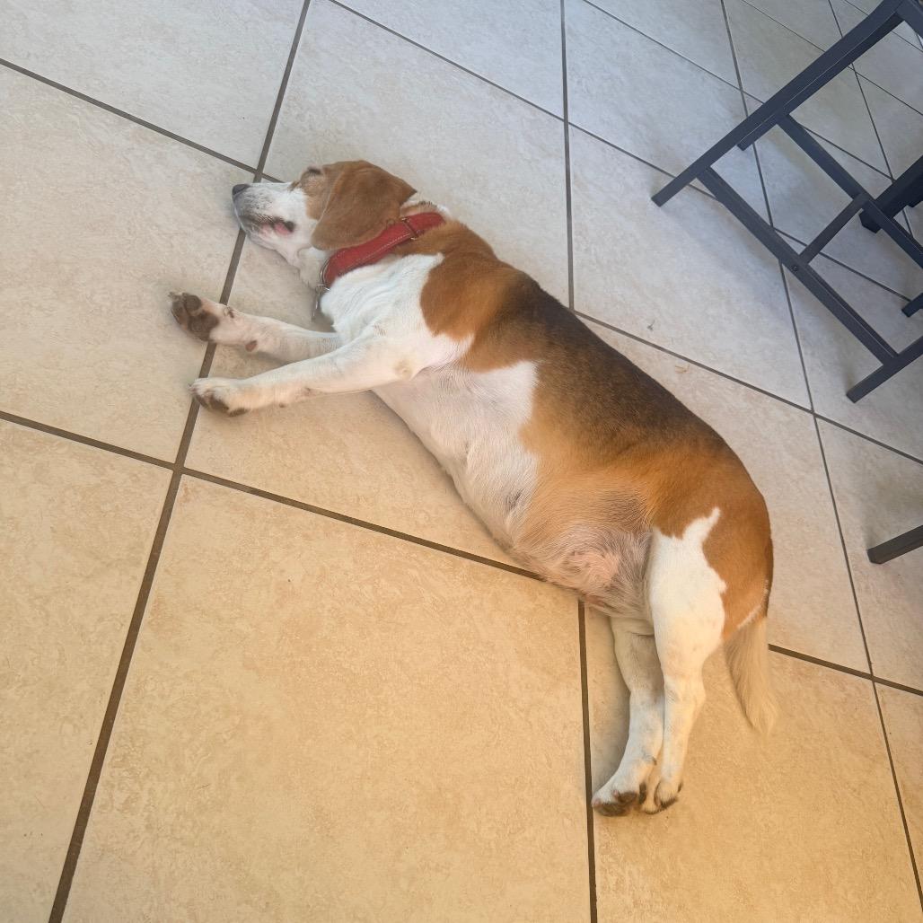 Enlarge Molly, a Adoptable Beagle in Miami, FL image 5/6