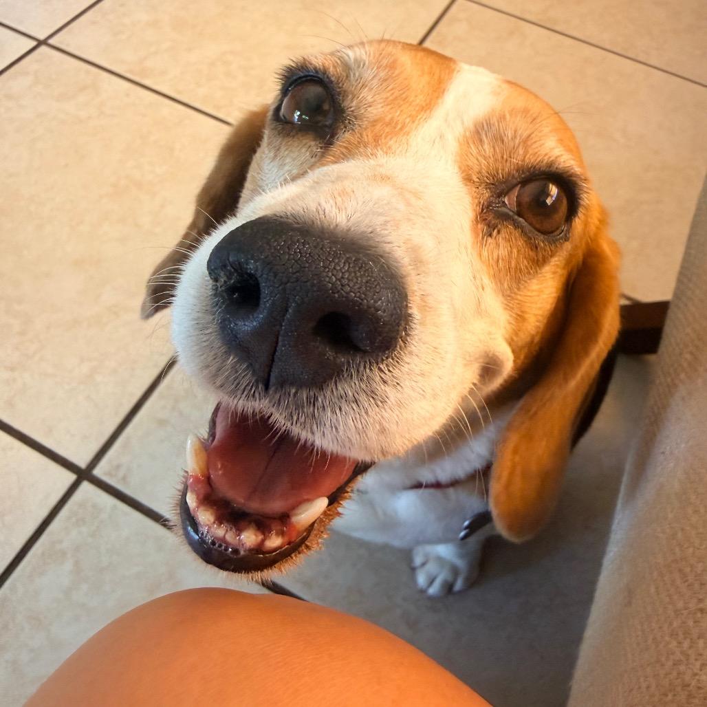 Enlarge Molly, a Adoptable Beagle in Miami, FL image 6/6