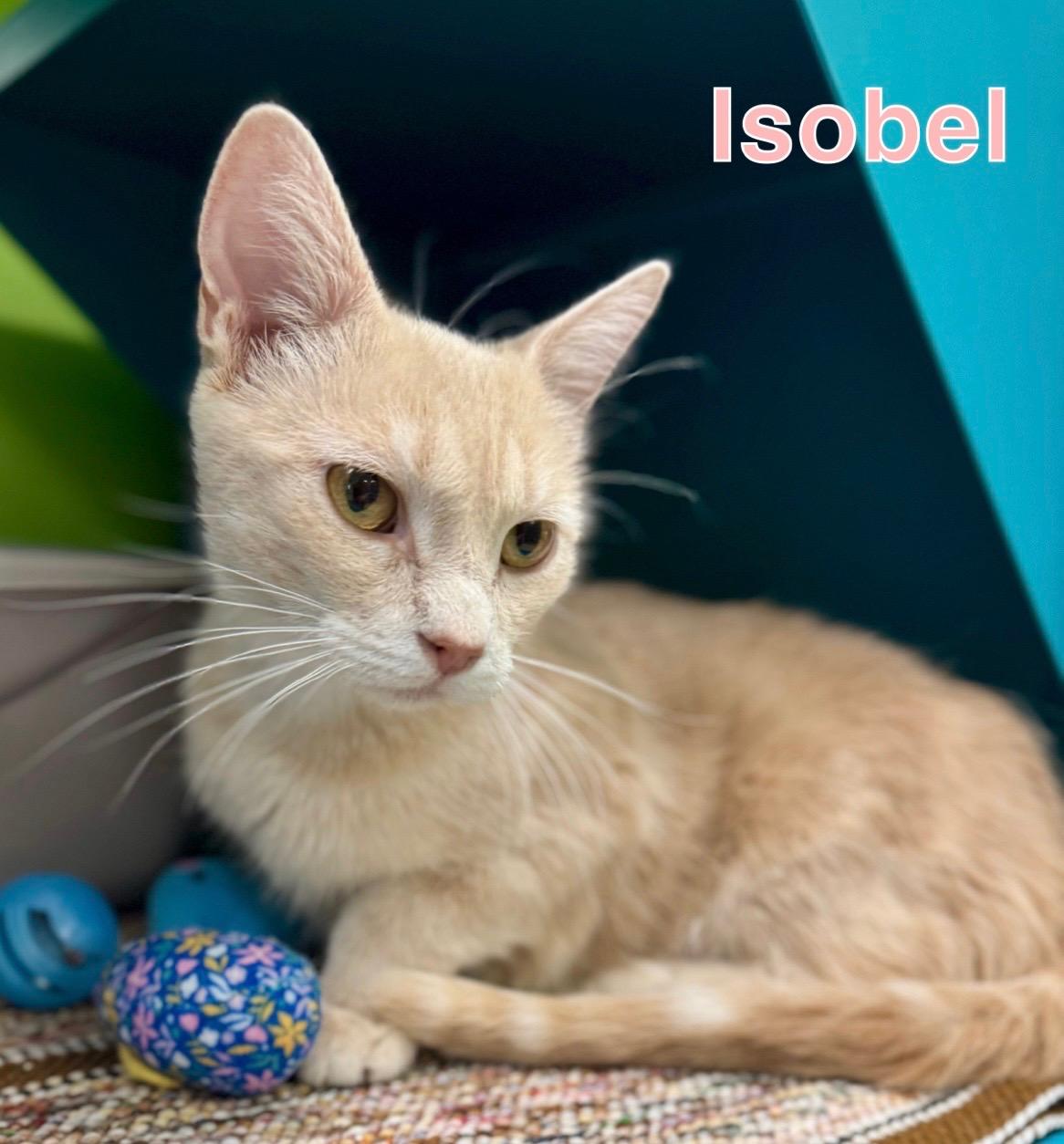 Enlarge Isobel, a Adoptable Domestic Short Hair in Indianapolis, IN image 1/1