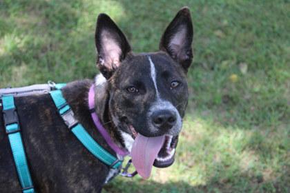 Sage, Adoptable, Adult Female Cattle Dog & Mixed Breed.