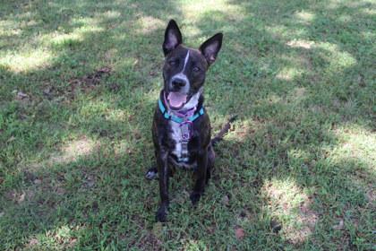 Enlarge Sage, a Adoptable mixed breed in Kansas City, MO image 2/3
