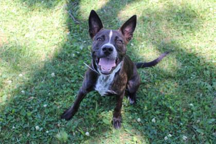 Enlarge Sage, a Adoptable mixed breed in Kansas City, MO image 3/3