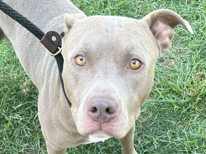 Barry, Adoptable, Adult Male Mixed Breed.