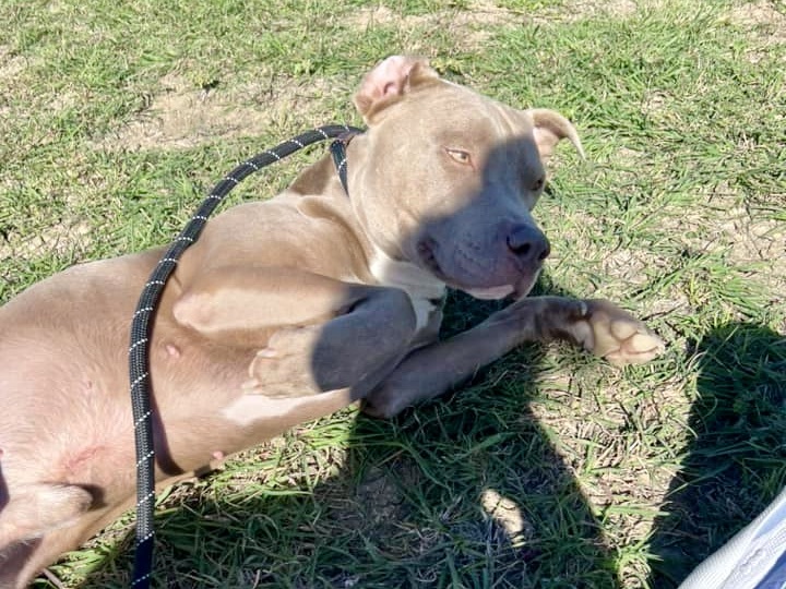 Barry, a Adoptable Mixed Breed in Georgetown, TX image 3/3