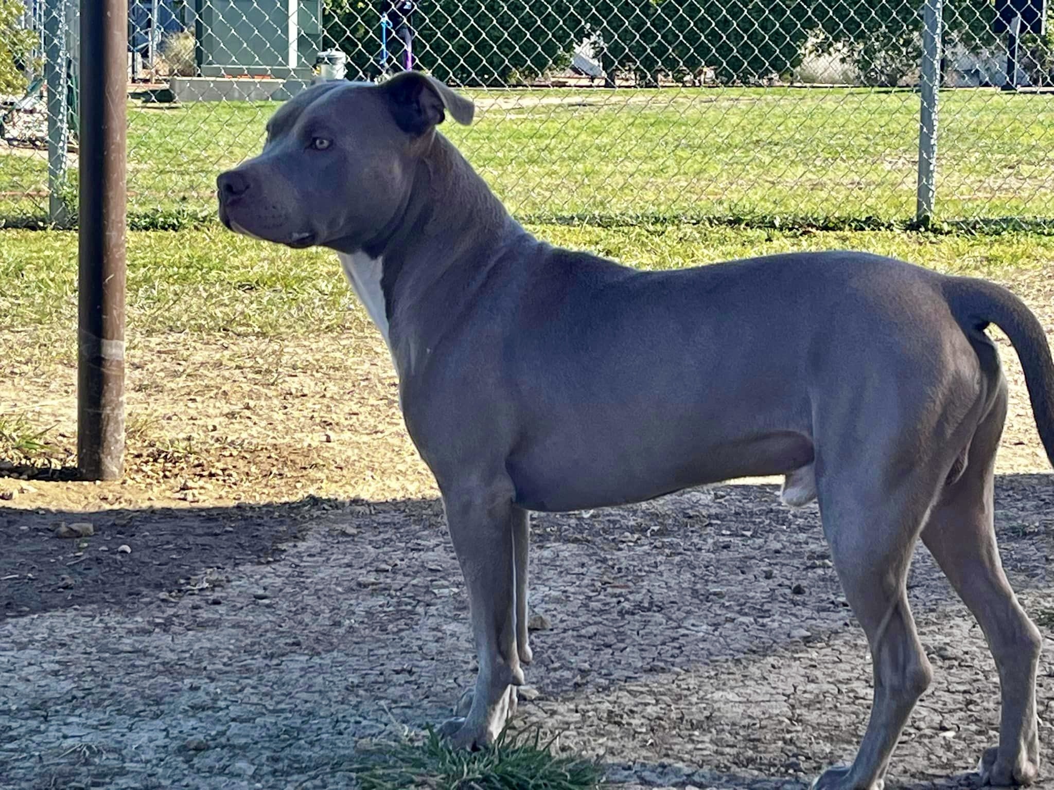 Barry, a Adoptable Mixed Breed in Georgetown, TX image 2/3