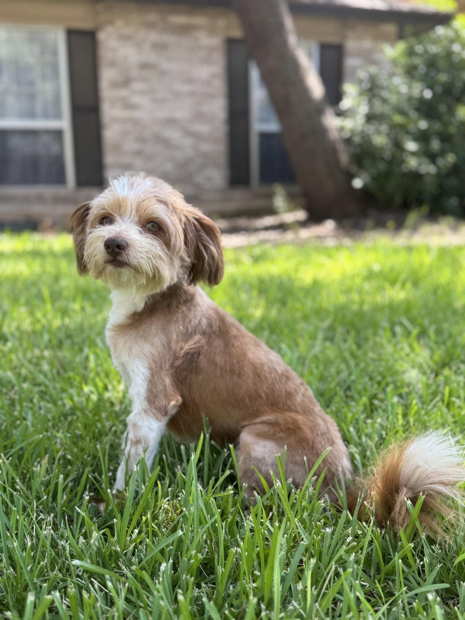 Silas, Adopted, Adult Male Terrier.