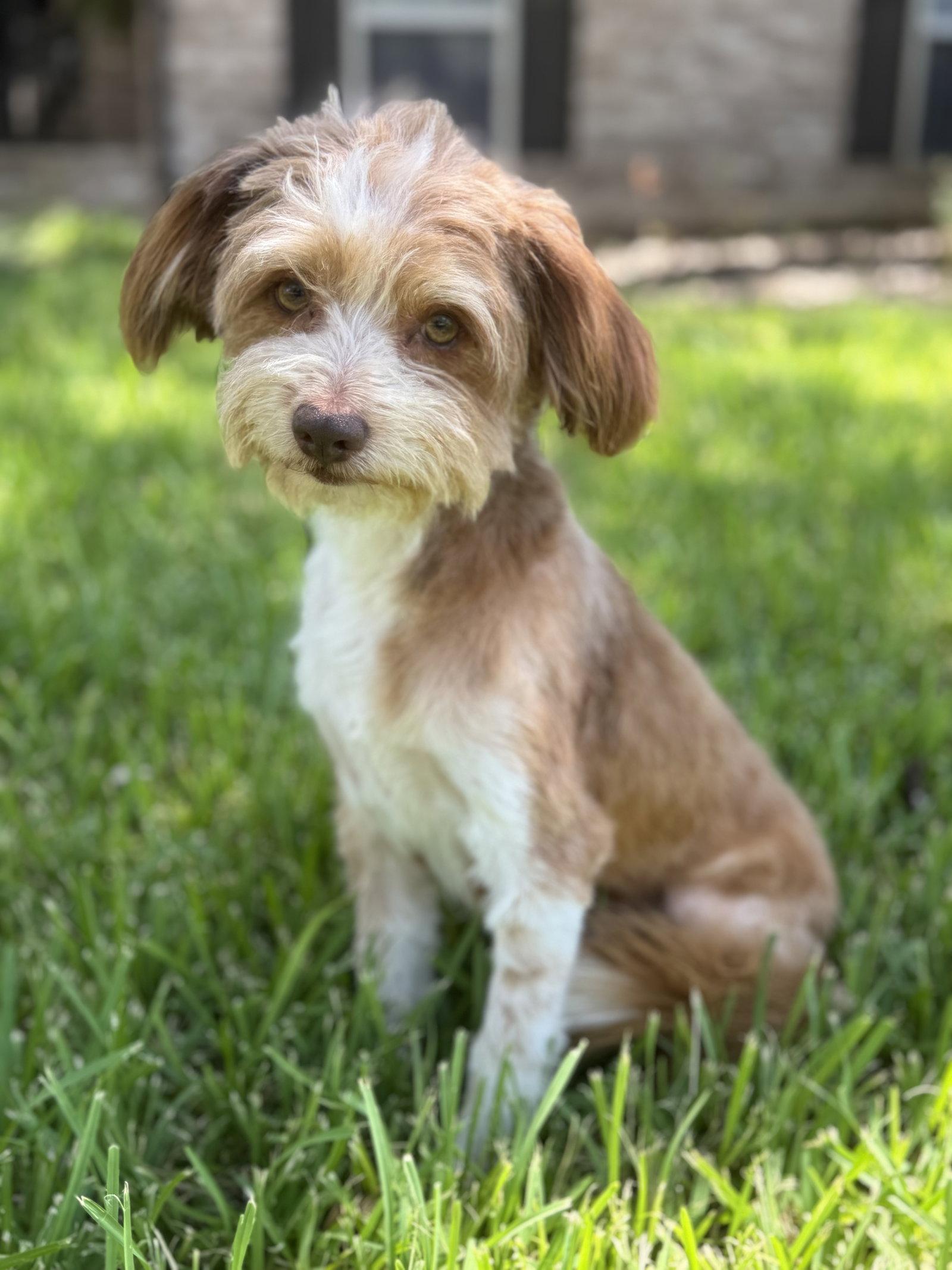 Enlarge Silas, a Adopted Terrier in Helotes, TX image 2/3