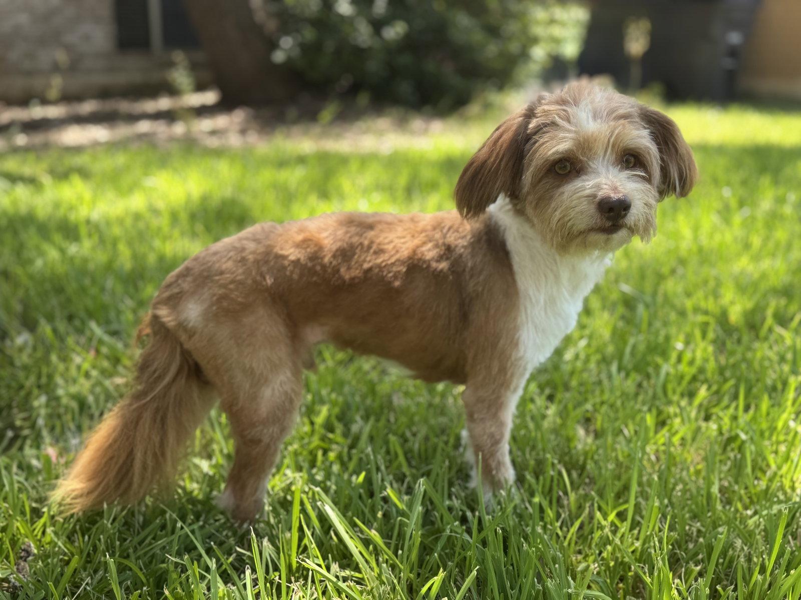 Enlarge Silas, a Adopted Terrier in Helotes, TX image 3/3