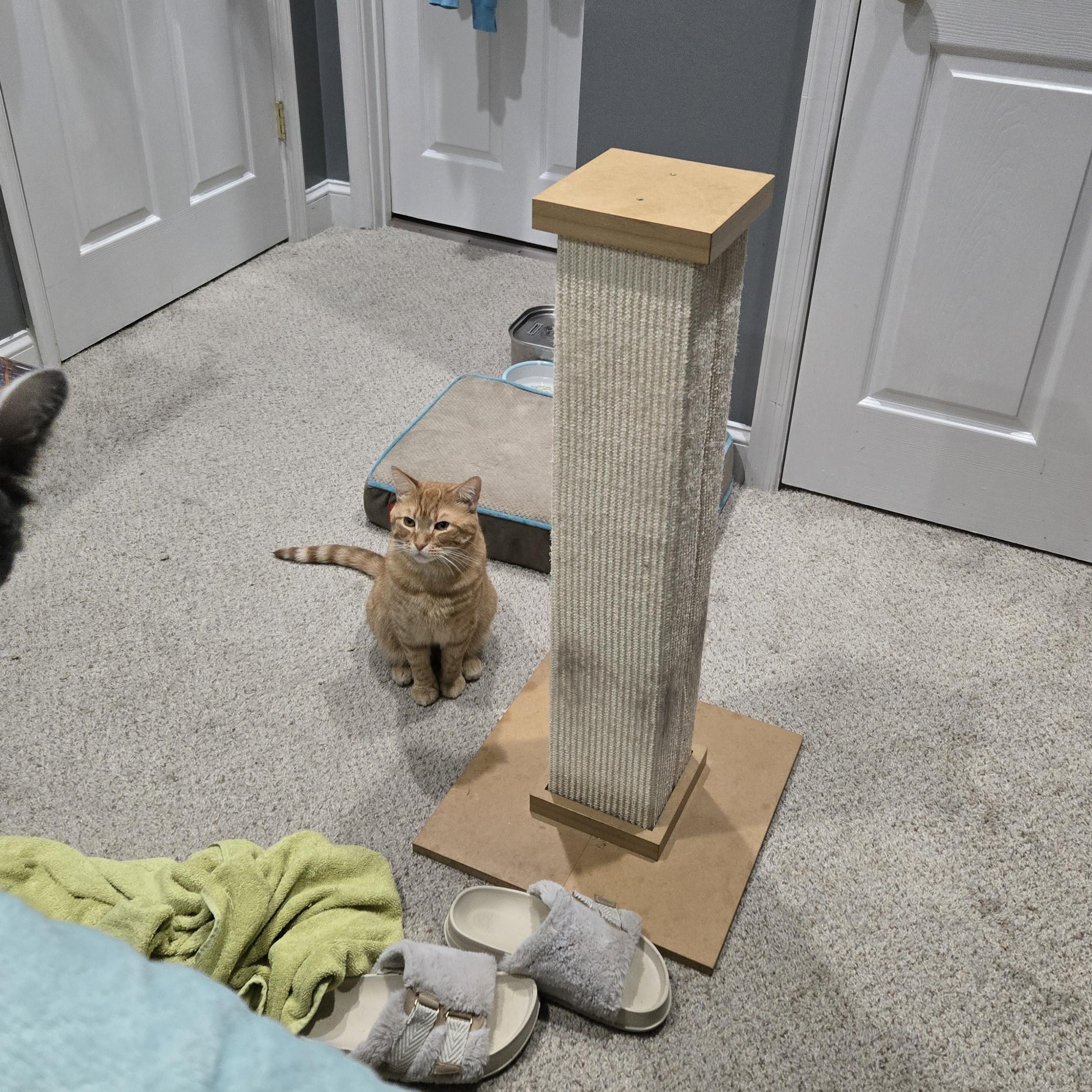 Oscar, Adoptable, Adult Male Tabby & Domestic Short Hair.