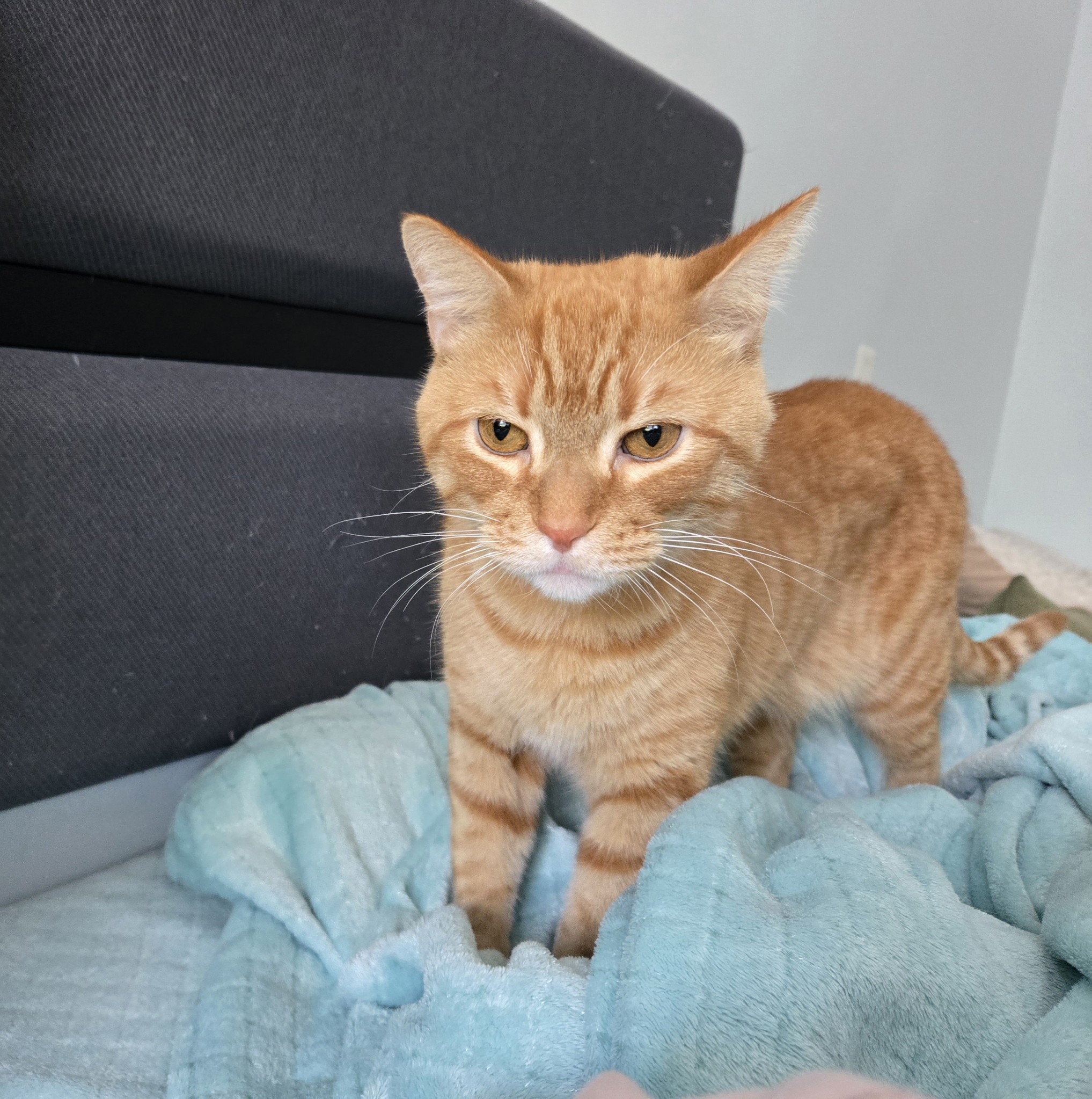 Enlarge Oscar, a Adoptable mixed breed in Columbia, MD image 2/5