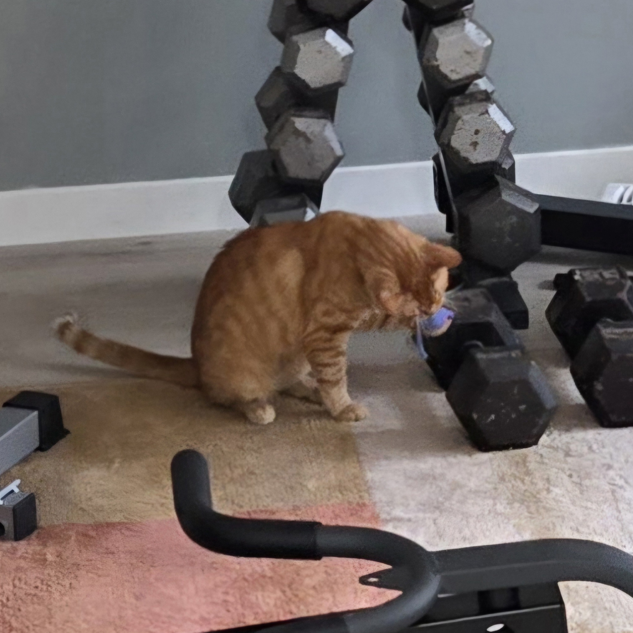 Enlarge Oscar, a Adoptable mixed breed in Columbia, MD image 4/5