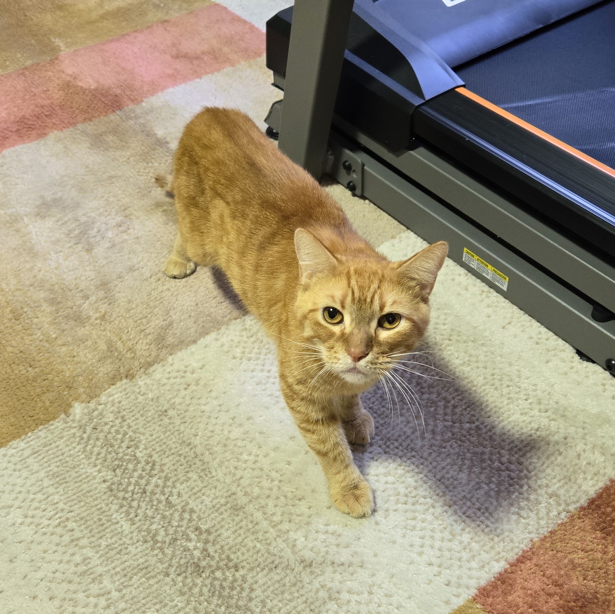 Enlarge Oscar, a Adoptable mixed breed in Columbia, MD image 3/5