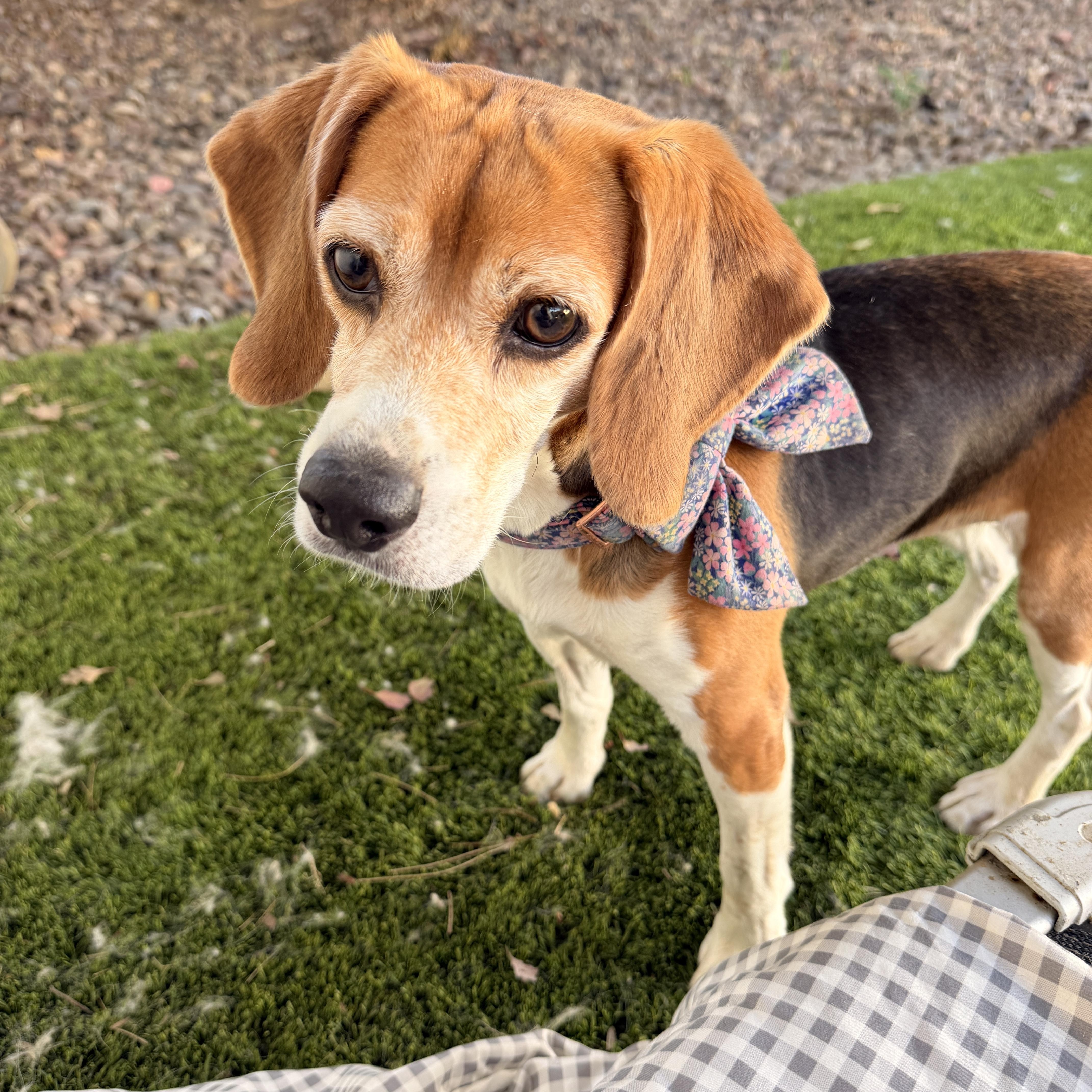 Betty, a ADOPTABLE Beagle in Riverside, CA image 1/3