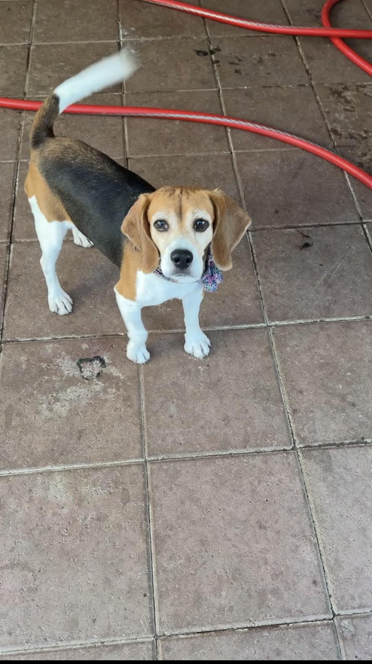 Betty, a ADOPTABLE Beagle in Riverside, CA image 2/3