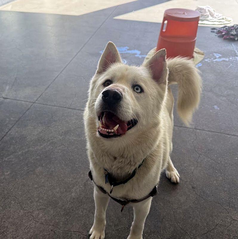 Clem Smith Jr., a ADOPTABLE mixed breed in Berkeley, CA image 1/6
