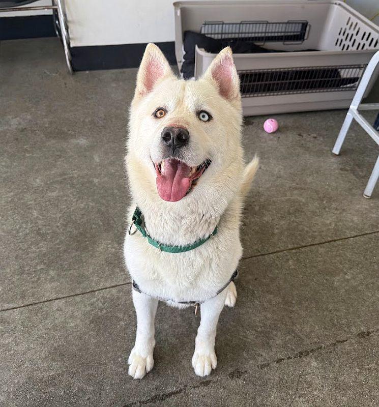 Clem Smith Jr., a ADOPTABLE mixed breed in Berkeley, CA image 5/6