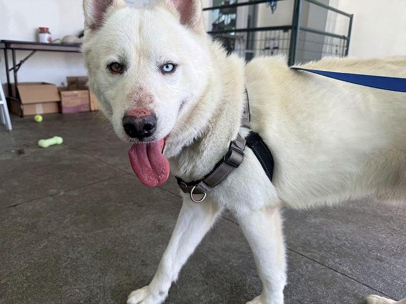 Clem Smith Jr., a ADOPTABLE mixed breed in Berkeley, CA image 6/6
