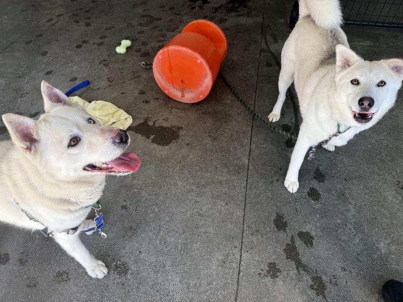 Clem Smith Jr., a ADOPTABLE mixed breed in Berkeley, CA image 2/6