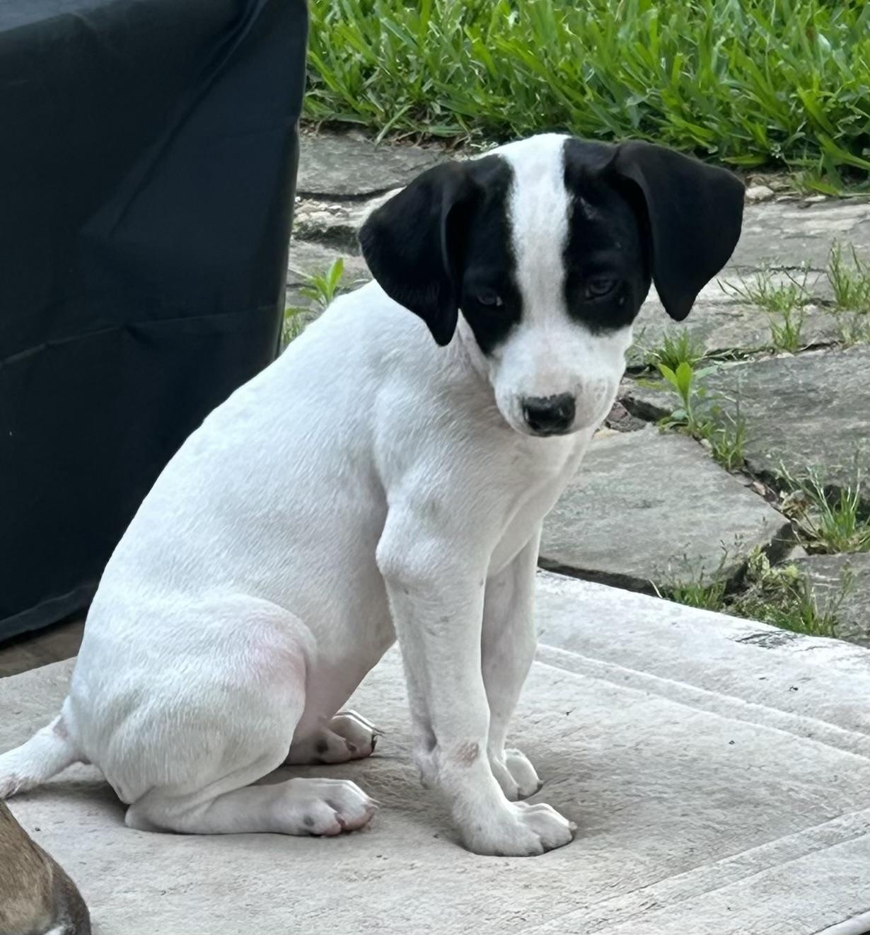 Enlarge Cowgirl, a ADOPTABLE mixed breed in Cypress, TX image 4/5