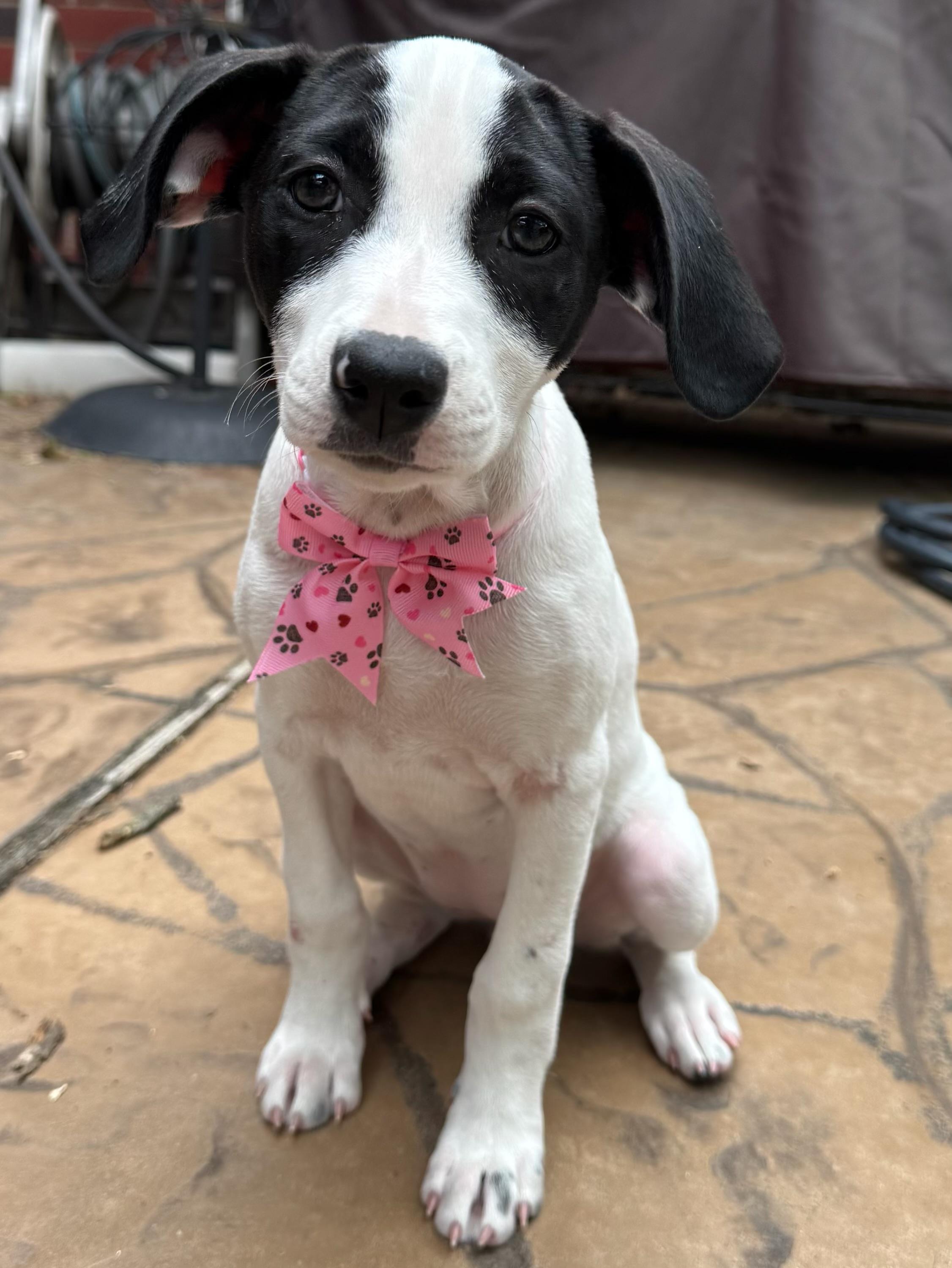 Cowgirl, ADOPTABLE, Young Female Terrier.