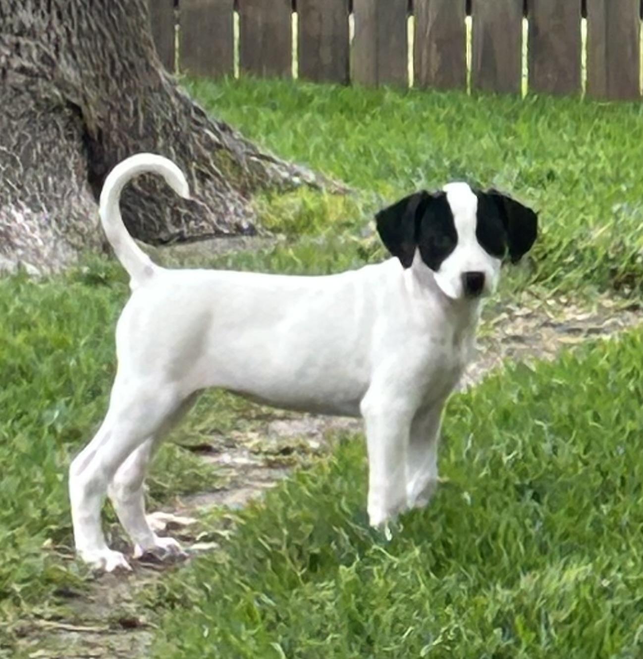 Enlarge Cowgirl, a ADOPTABLE mixed breed in Cypress, TX image 5/5