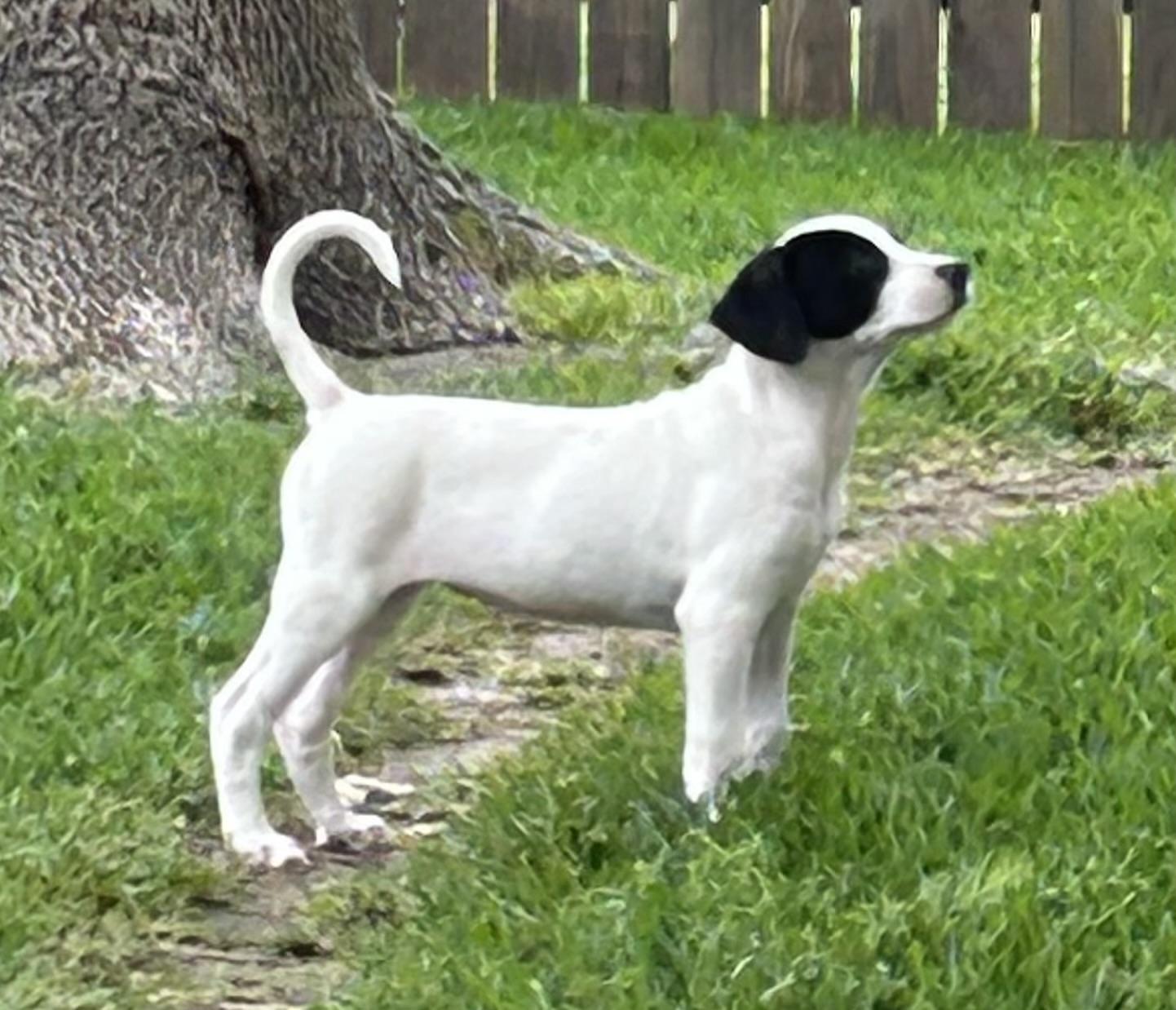Enlarge Cowgirl, a ADOPTABLE mixed breed in Cypress, TX image 3/5