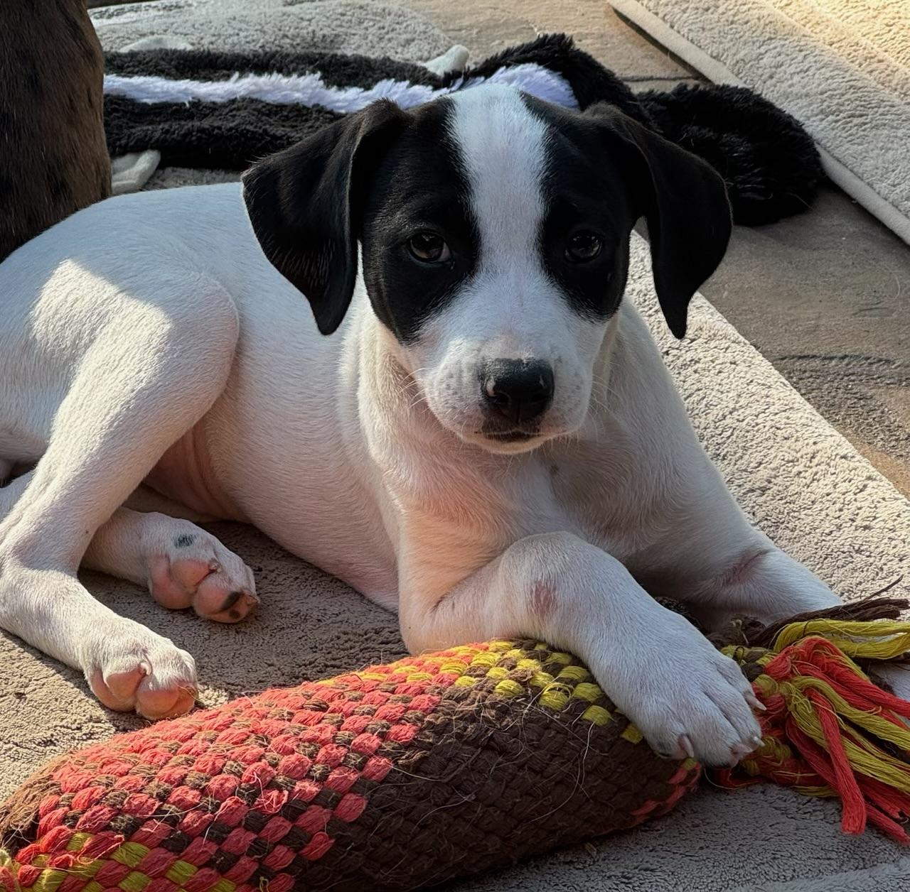 Enlarge Cowgirl, a ADOPTABLE mixed breed in Cypress, TX image 2/5