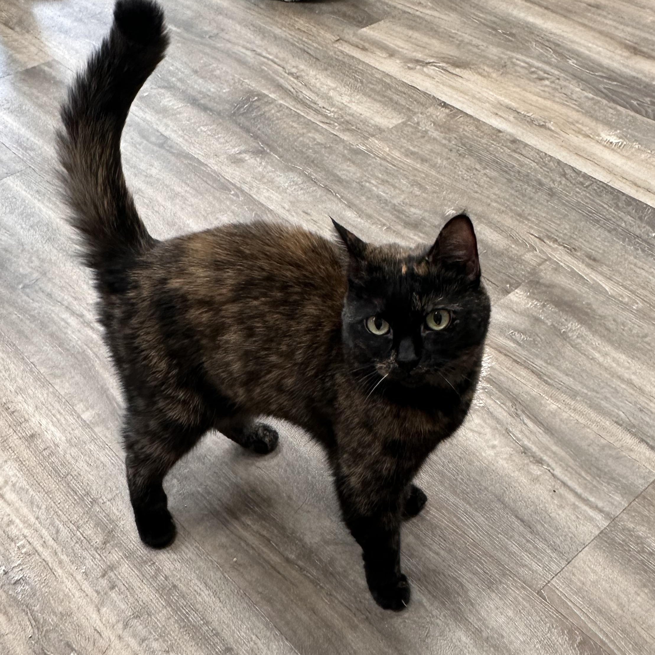 Chloe, an adoptable American Shorthair in Fort Kent, ME, 04743 | Photo Image 2