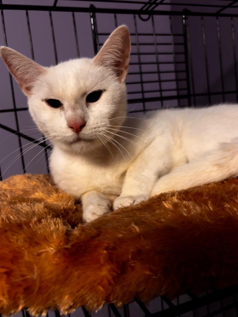 QANIK, Adoptable, Adult Female American Shorthair.