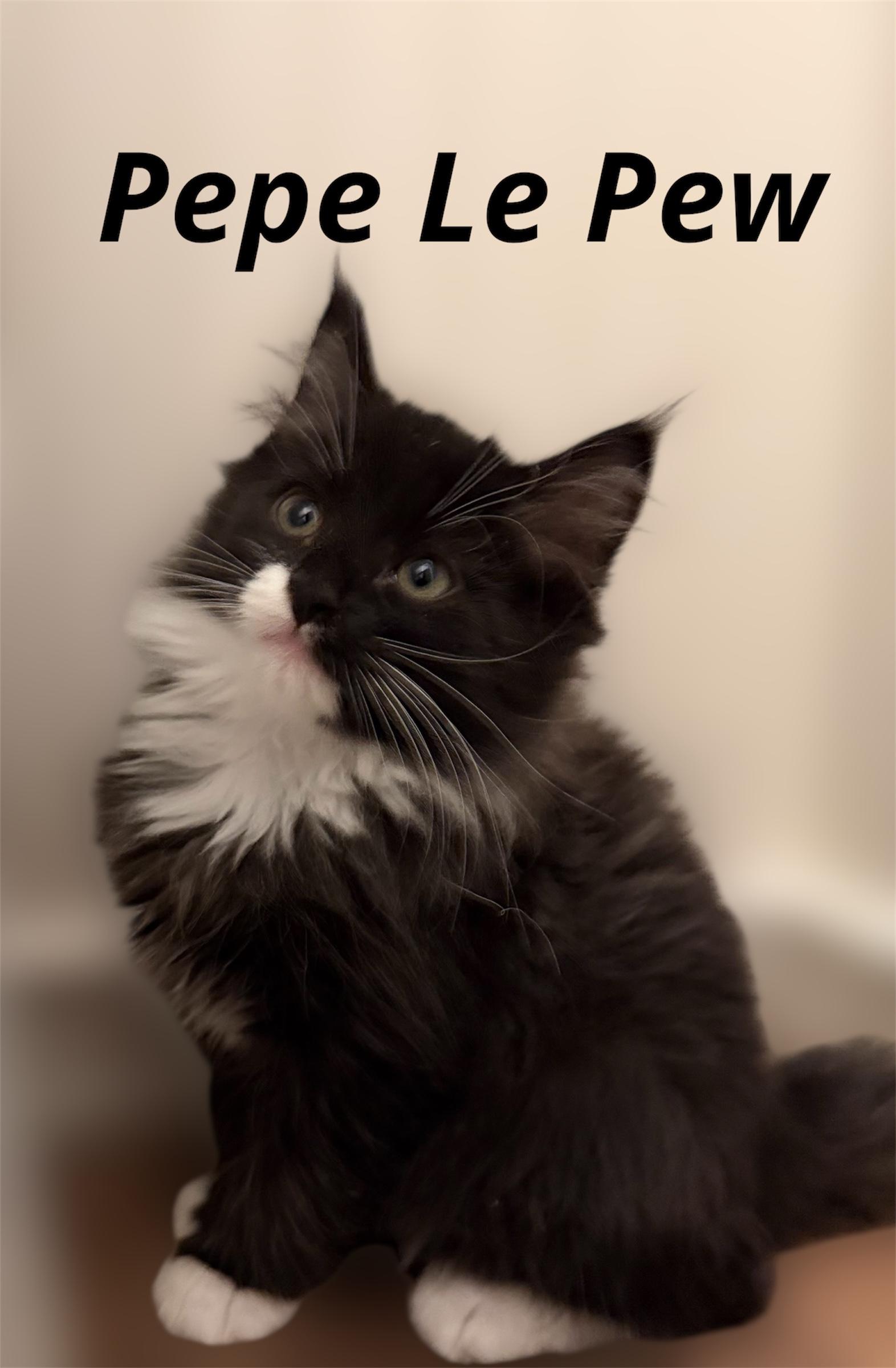 Pepe Le Pew, Adoptable, Kitten Male Domestic Long Hair.