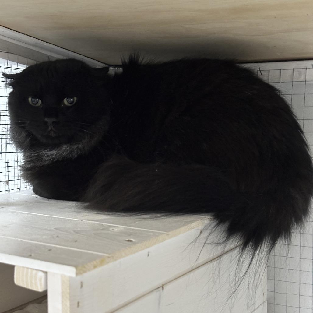 Midnite, Adoptable, Adult Male Domestic Long Hair.
