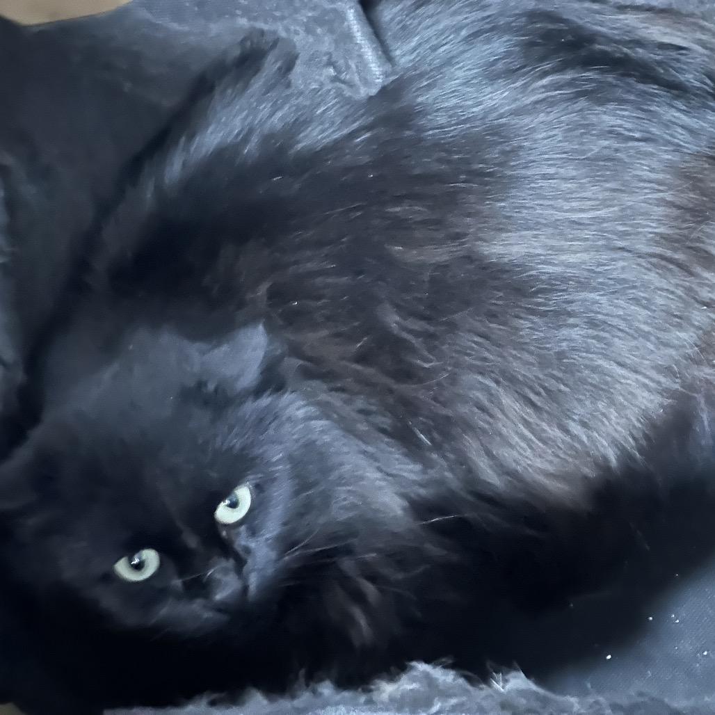 Enlarge Midnite, a Adoptable Domestic Long Hair in Nokesville, VA image 2/2