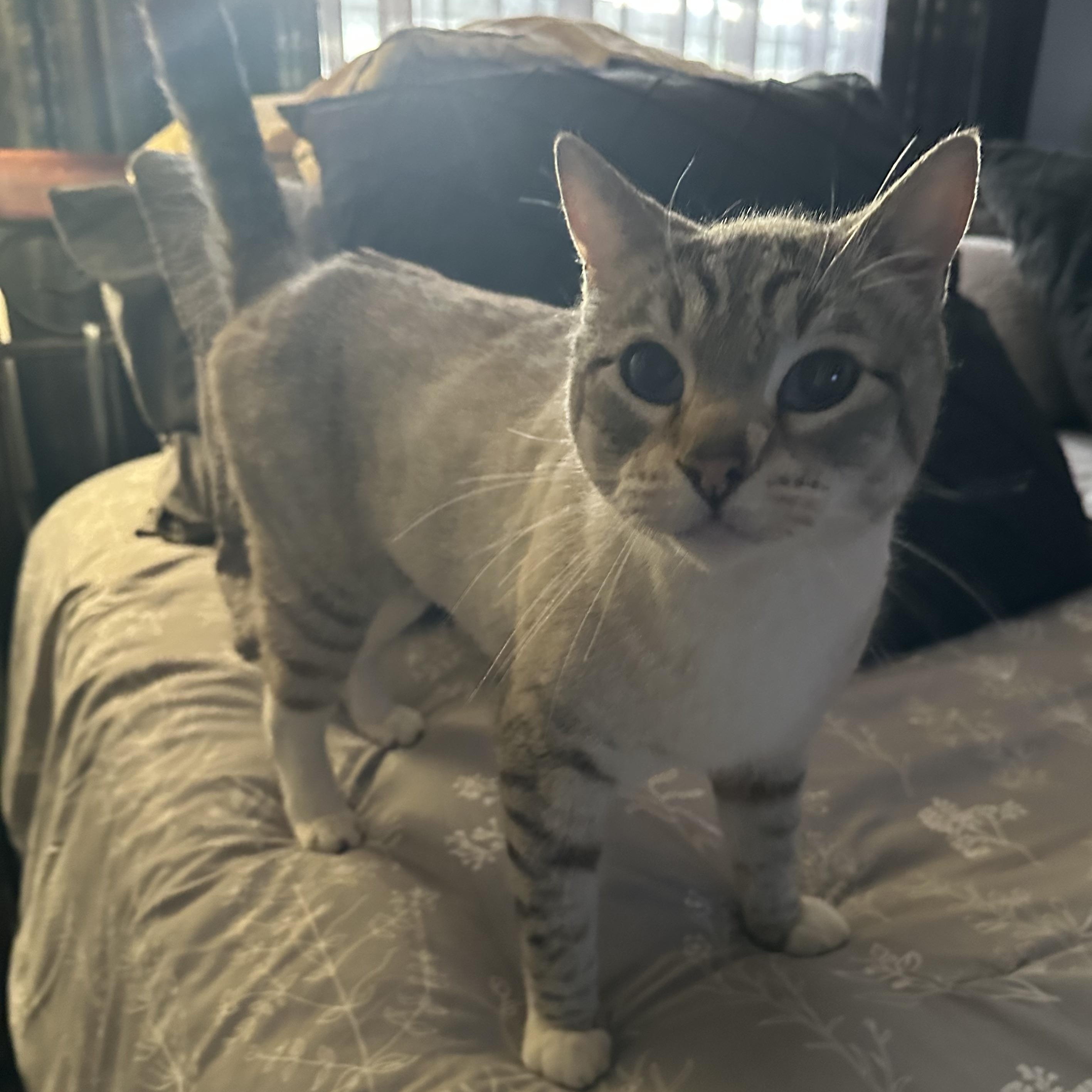 Silverstone, ADOPTABLE, Adult Male Siamese.