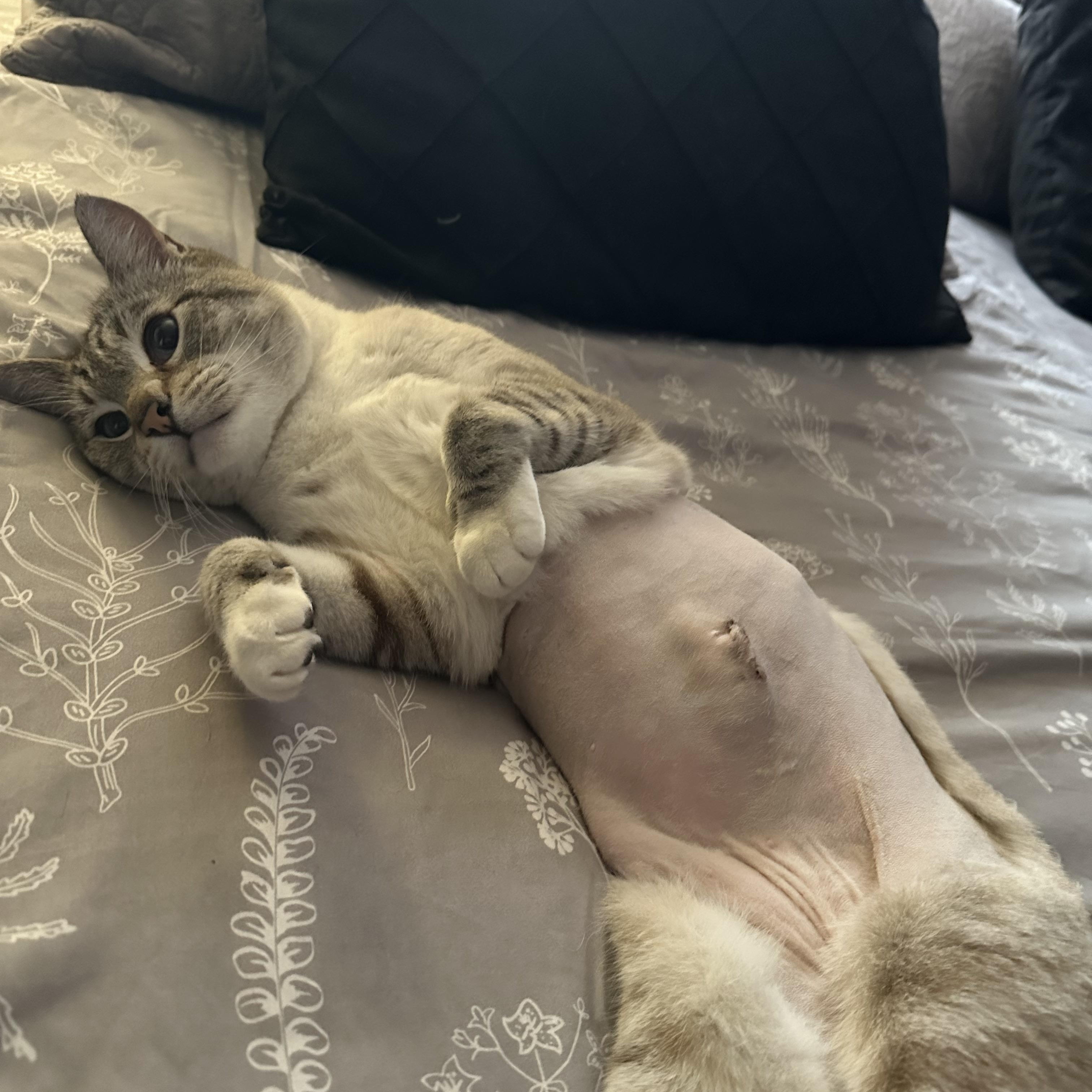 Enlarge Silverstone, a ADOPTABLE mixed breed in Tuttle, OK image 4/4