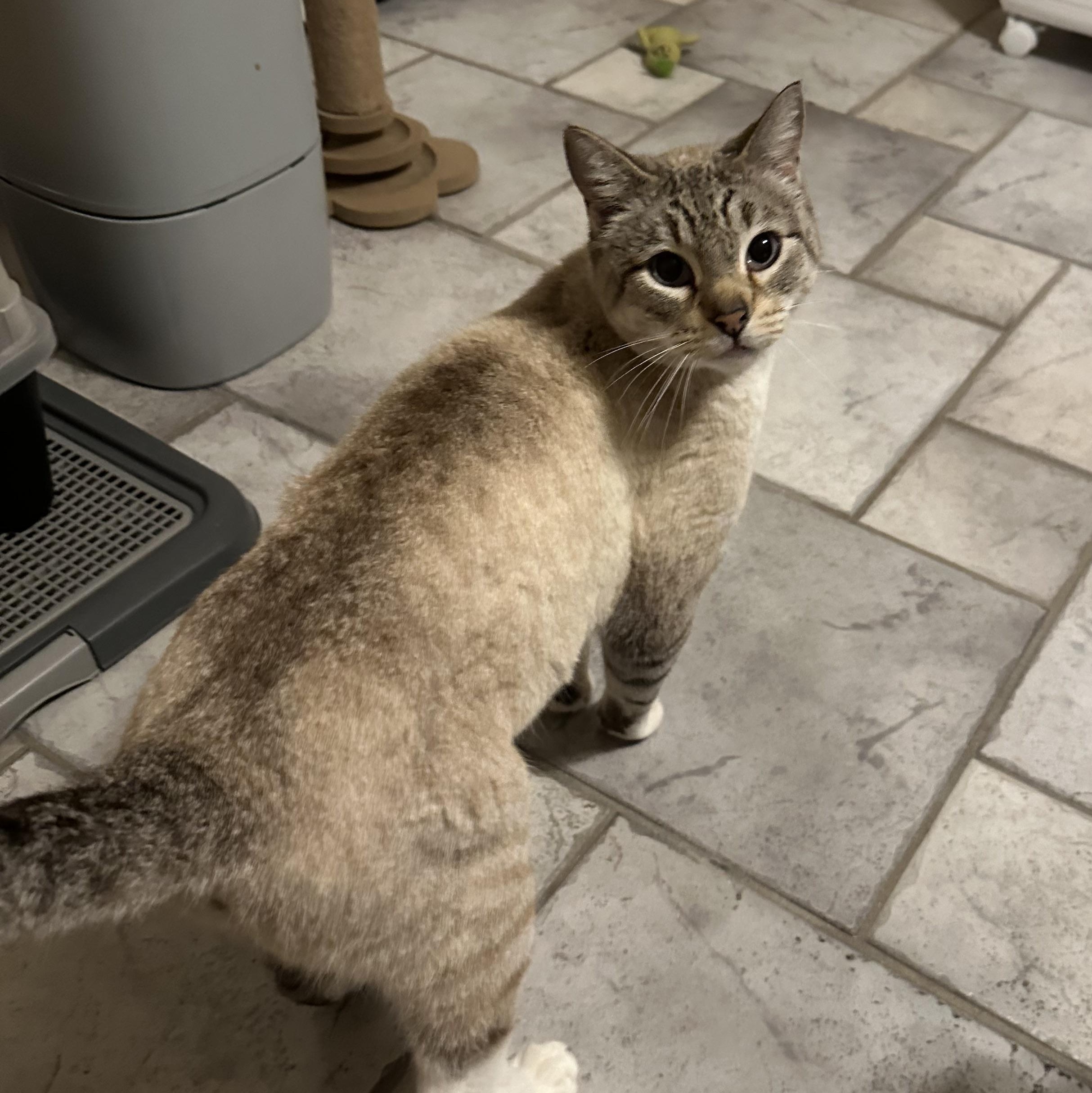 Enlarge Silverstone, a ADOPTABLE mixed breed in Tuttle, OK image 2/4