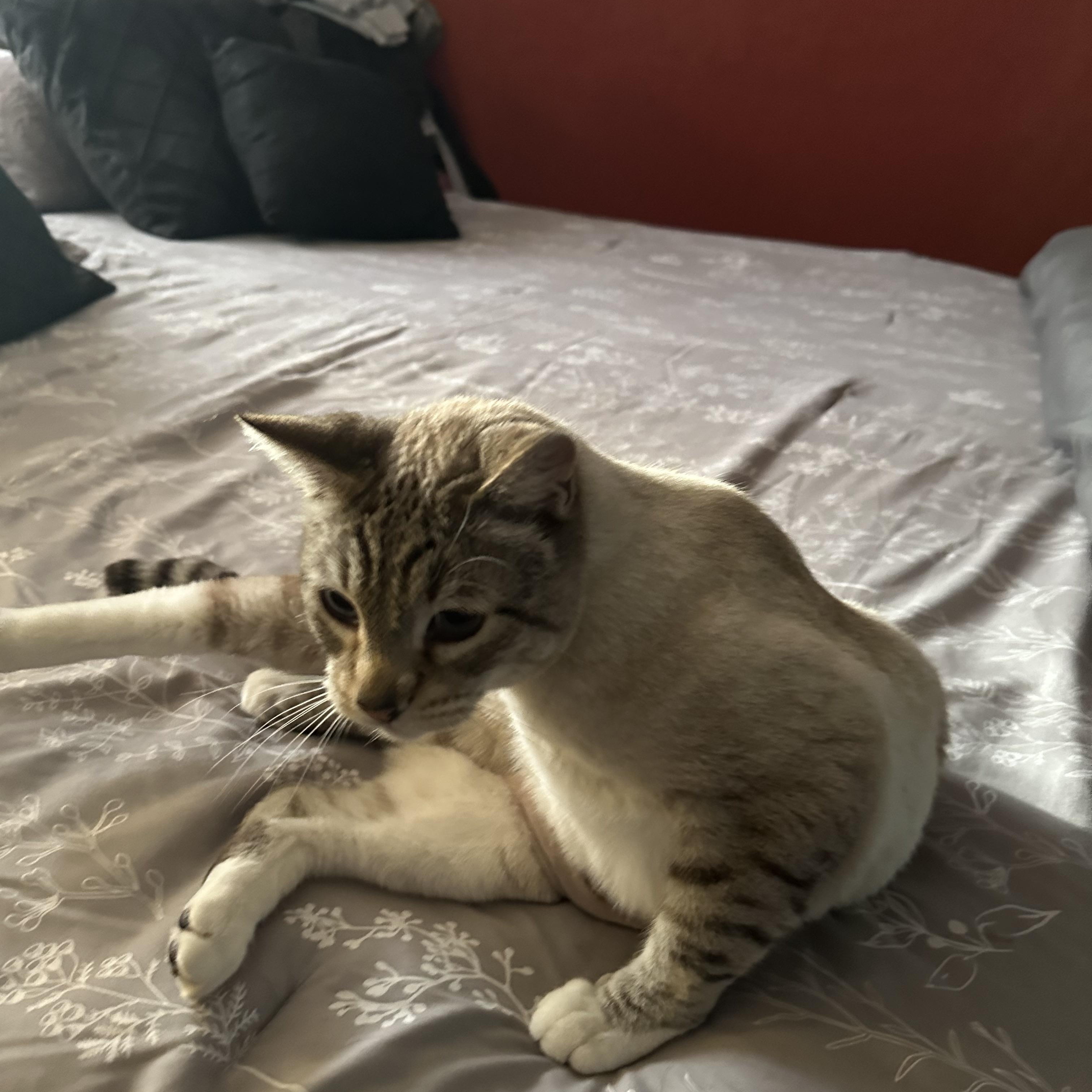 Enlarge Silverstone, a ADOPTABLE mixed breed in Tuttle, OK image 3/4