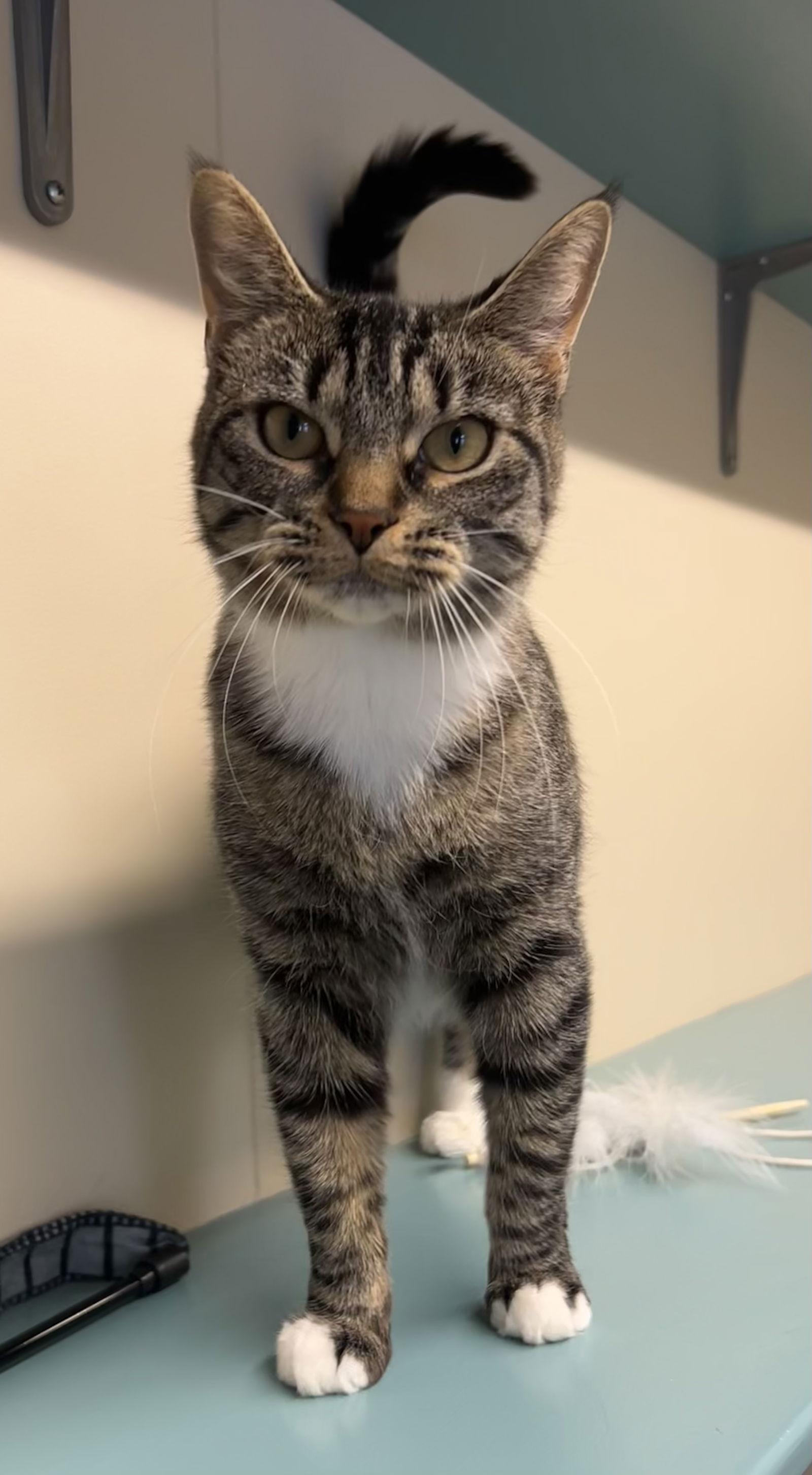 Enlarge Honey Bun, a Adoptable Domestic Short Hair in Arlington, VT image 1/2