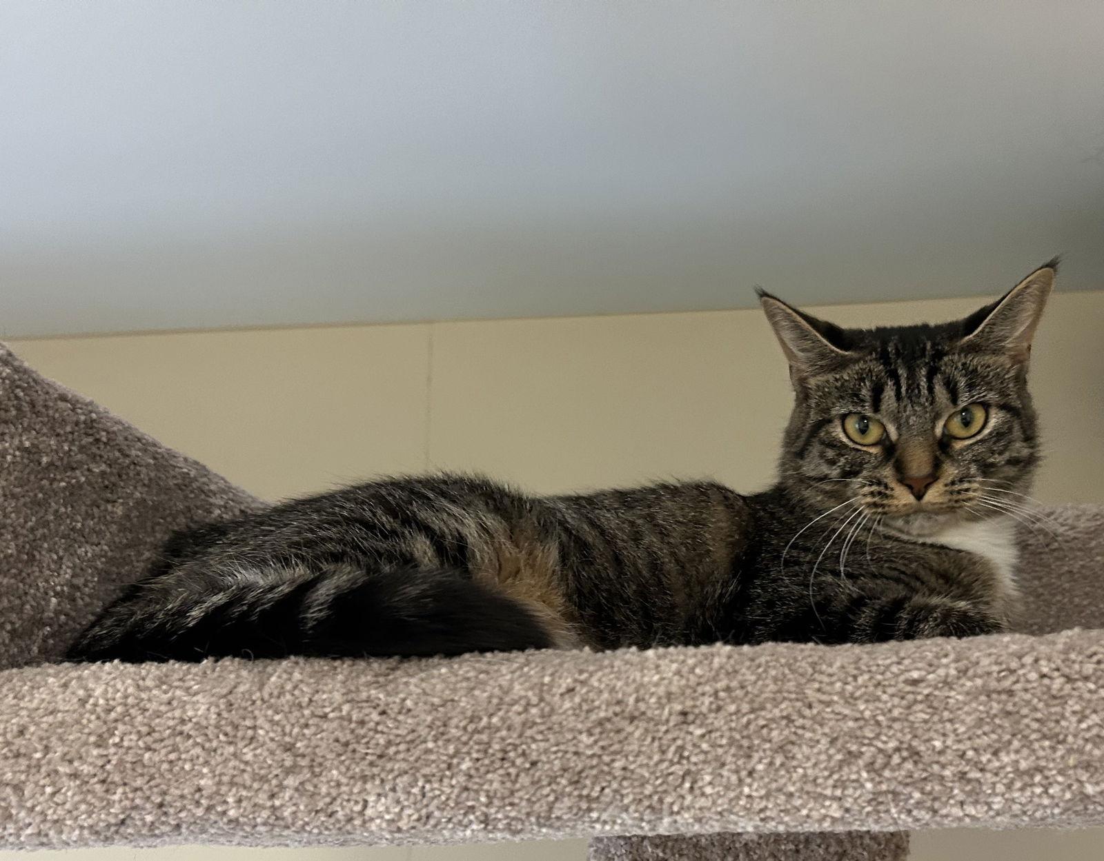 Enlarge Honey Bun, a Adoptable Domestic Short Hair in Arlington, VT image 2/2