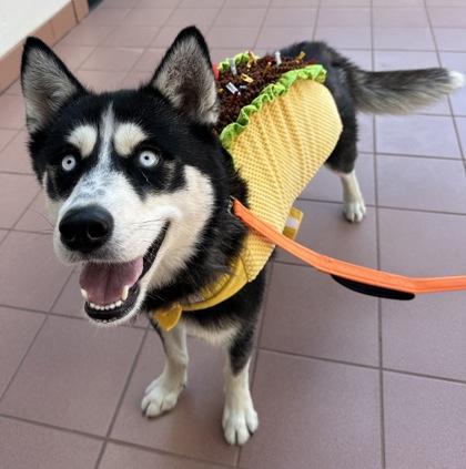 Freya, a Adoptable mixed breed in Phoenix, AZ image 2/3