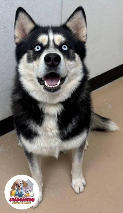 Freya, a Adoptable mixed breed in Phoenix, AZ image 3/3