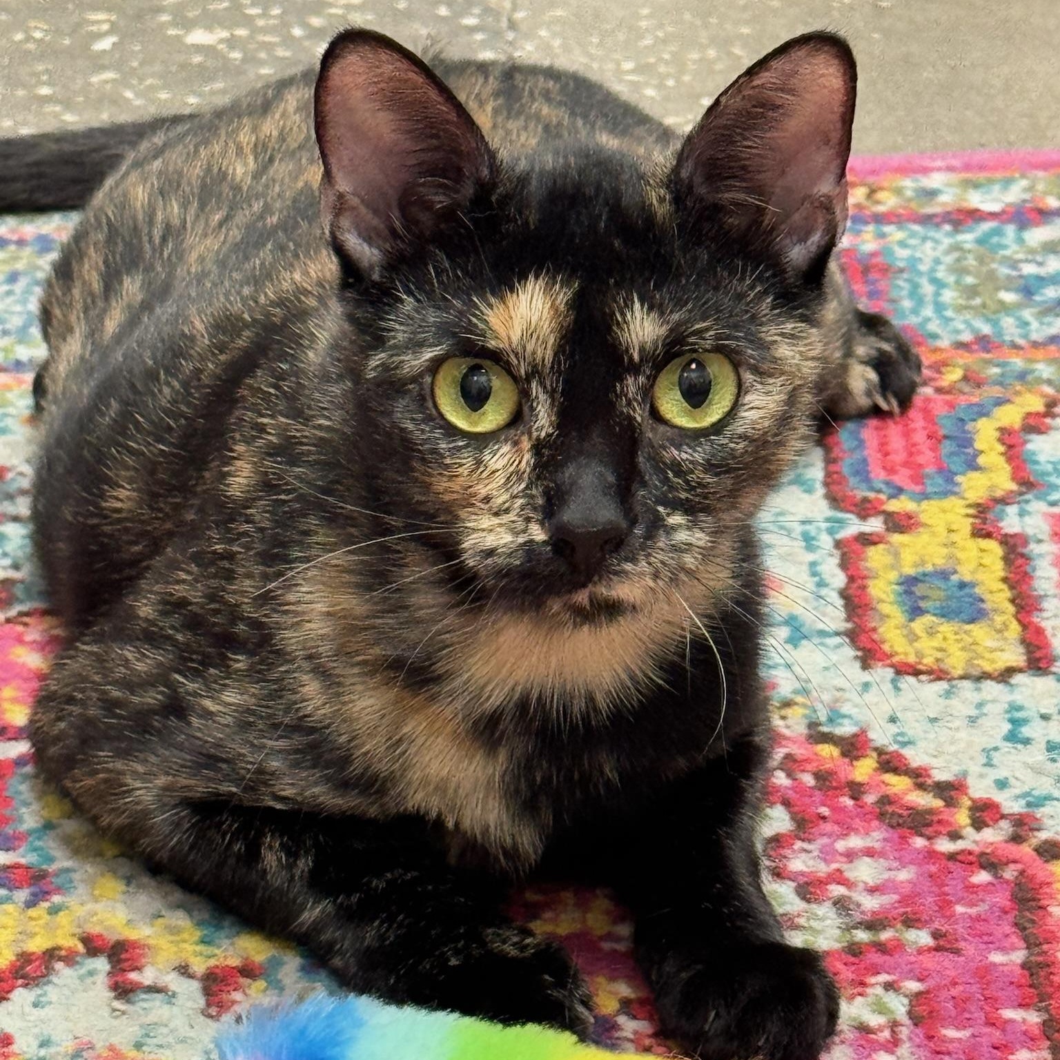 Enlarge Lydia, a Adoptable Domestic Short Hair in Oldsmar, FL image 3/4