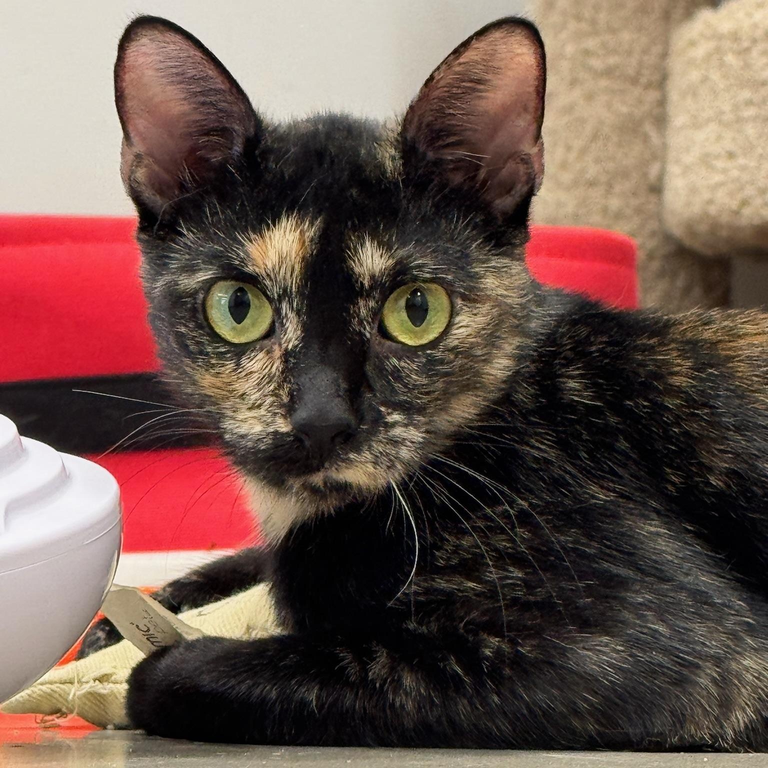 Enlarge Lydia, a Adoptable Domestic Short Hair in Oldsmar, FL image 2/4