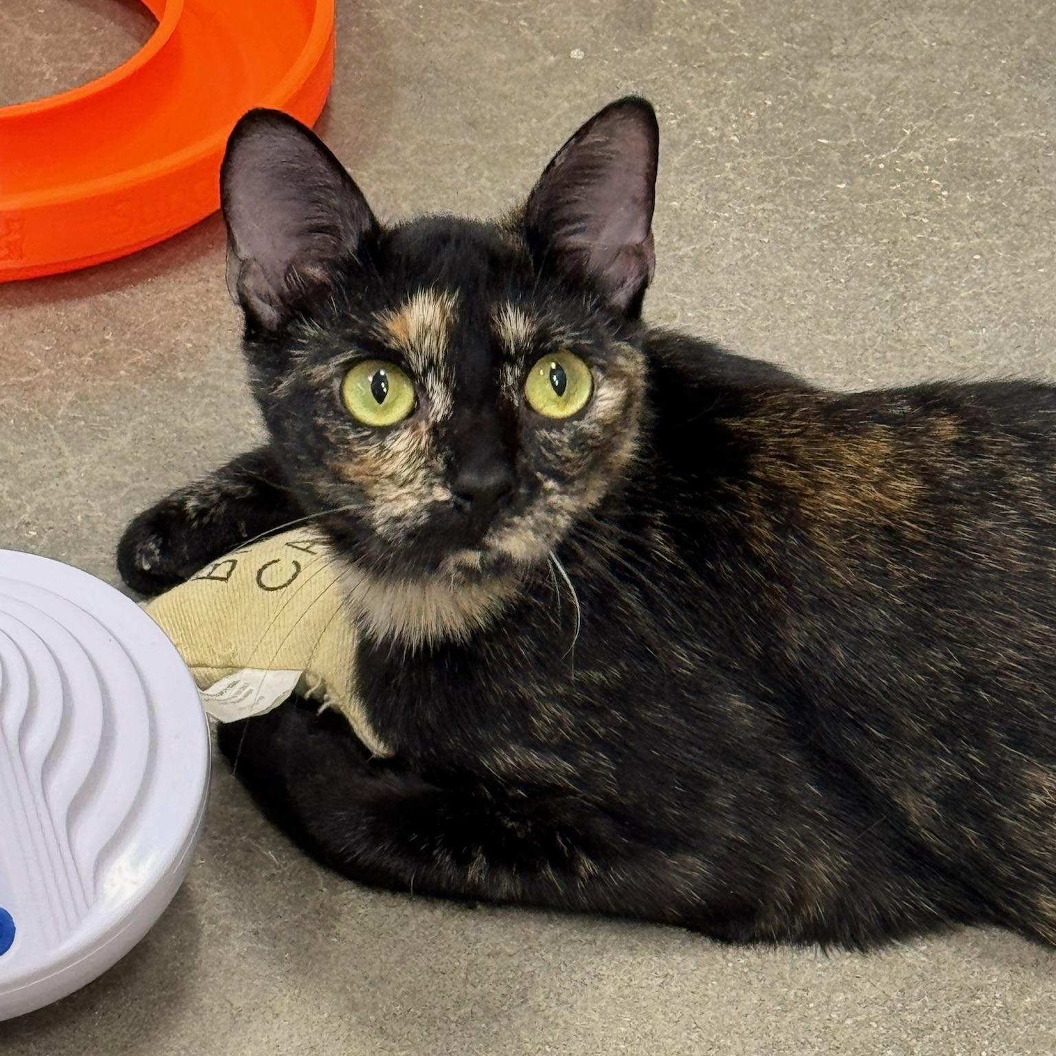 Enlarge Lydia, a Adoptable Domestic Short Hair in Oldsmar, FL image 4/4